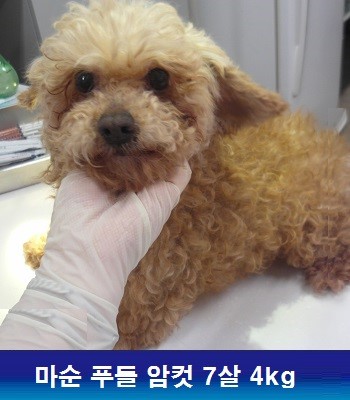 중성화수술 후원으로 많은 아이들이 새행복을 찾고 있습니다