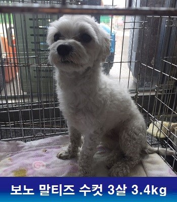 중성화수술 후원으로 많은 아이들이 새행복을 찾고 있습니다