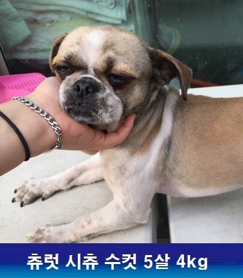 중성화수술 지원해주신 동물자유연대에 감사드립니다