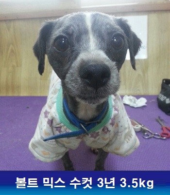 중성화수술 지원해주신 동물자유연대에 감사드립니다