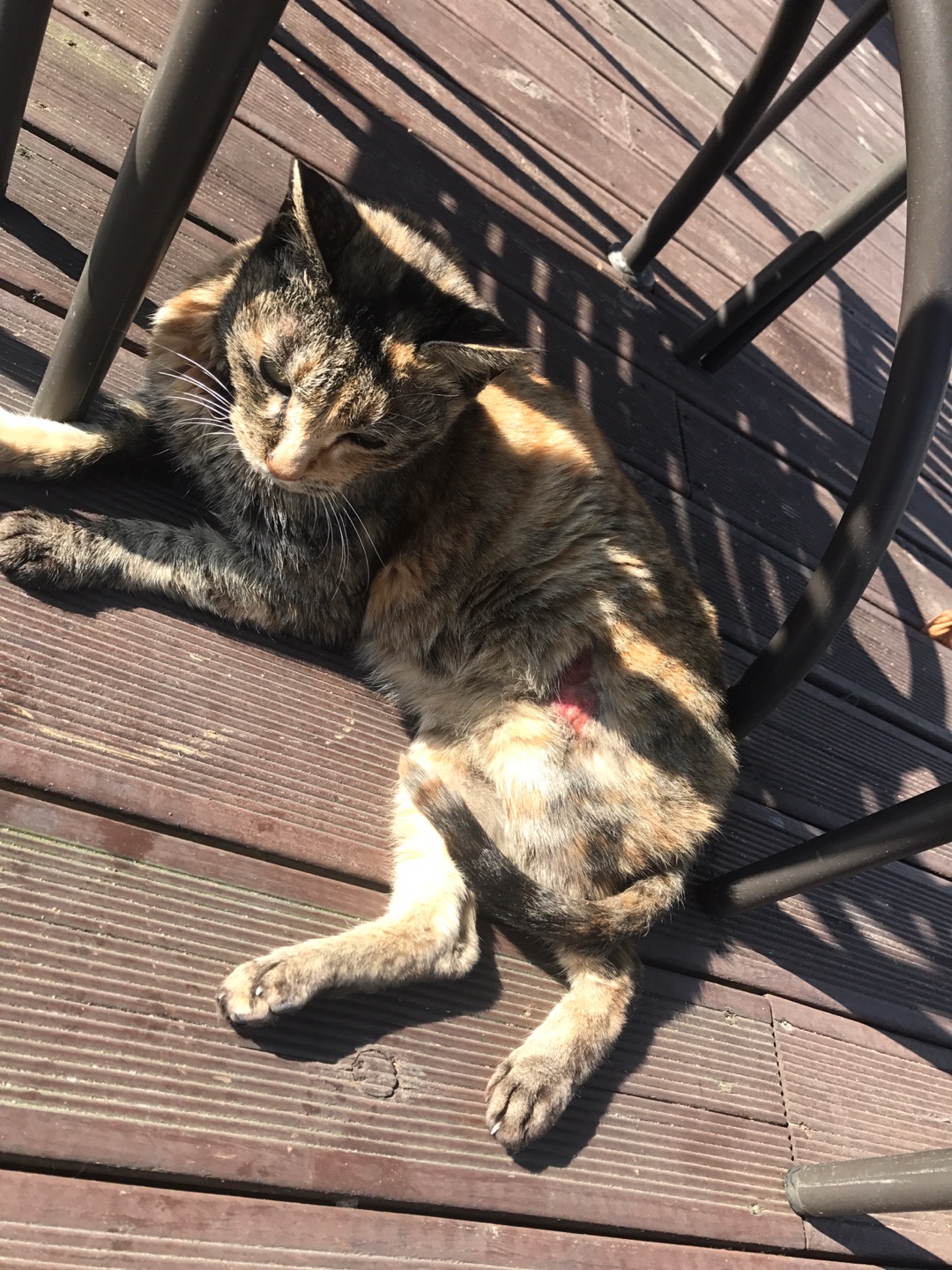 길고양이 상처 치료 관련 문의