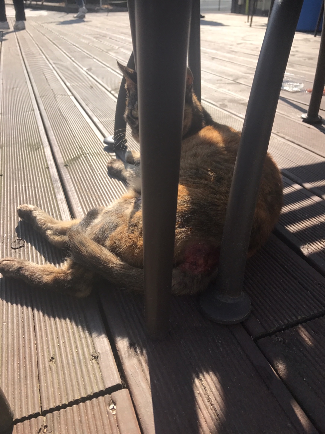 길고양이 상처 치료 관련 문의