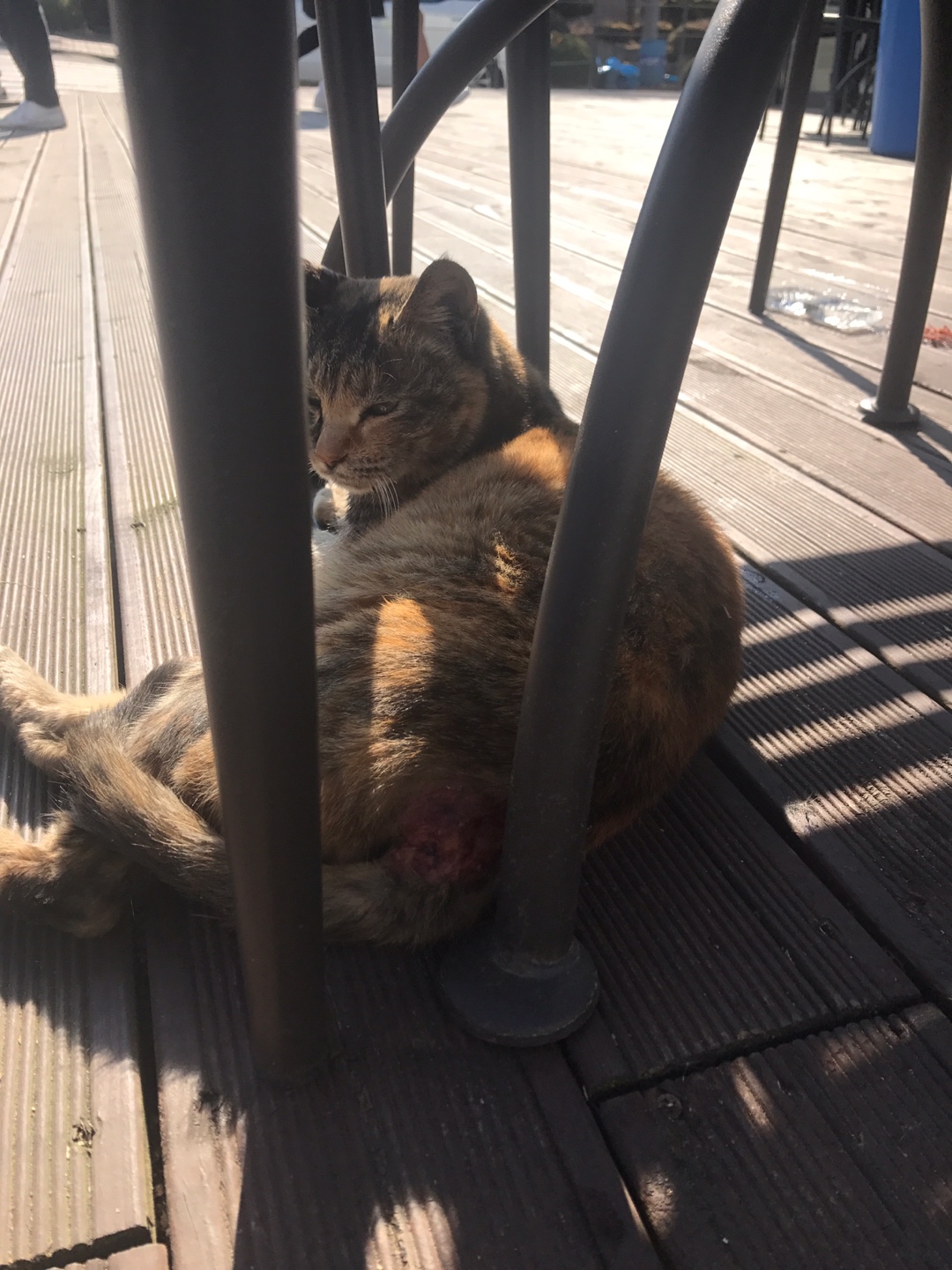 길고양이 상처 치료 관련 문의