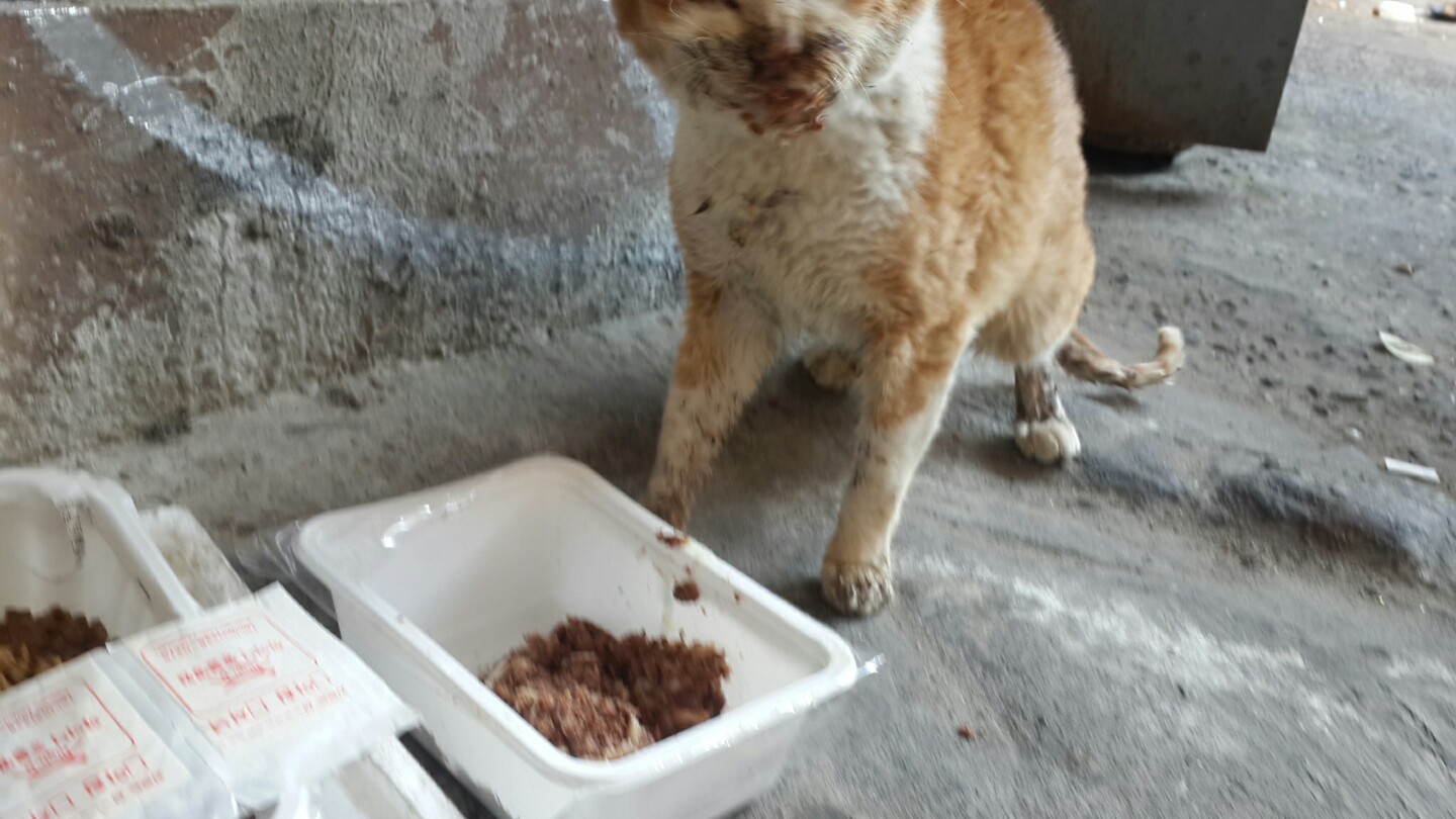 동자연에서 통덫 빌릴수 있나요?(고양이사진첨부)