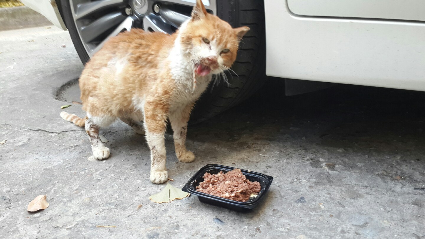 동자연에서 통덫 빌릴수 있나요?(고양이사진첨부)