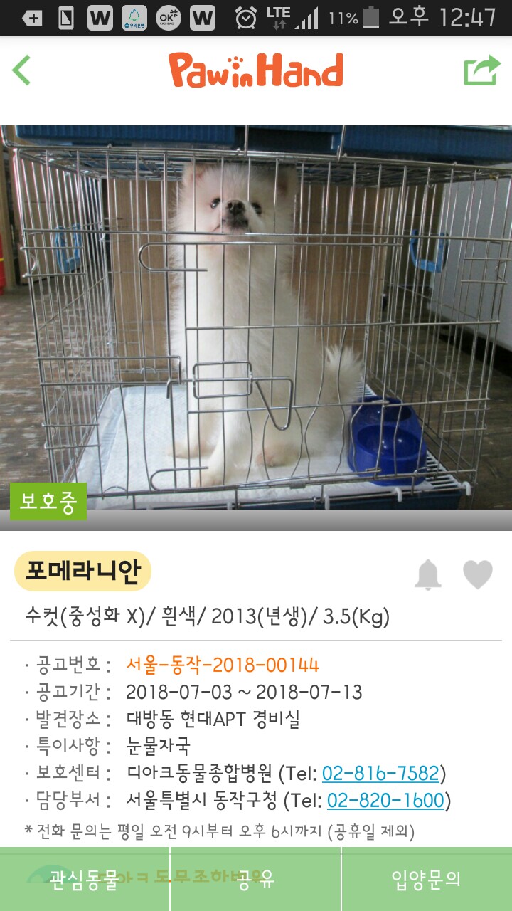 이번주 중 안락사 예정인 포메라니안,  입양 하실 분 계신가요?