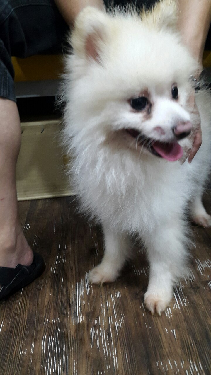 이번주 중 안락사 예정인 포메라니안,  입양 하실 분 계신가요?