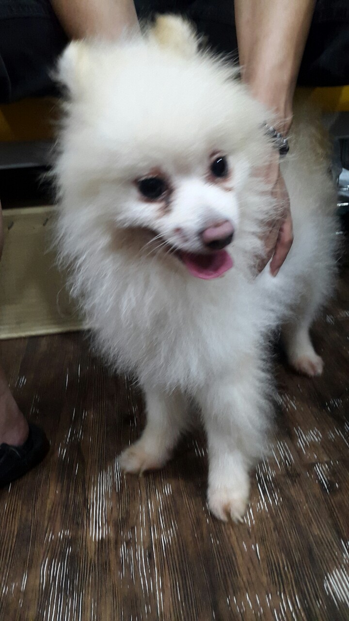 이번주 중 안락사 예정인 포메라니안,  입양 하실 분 계신가요?