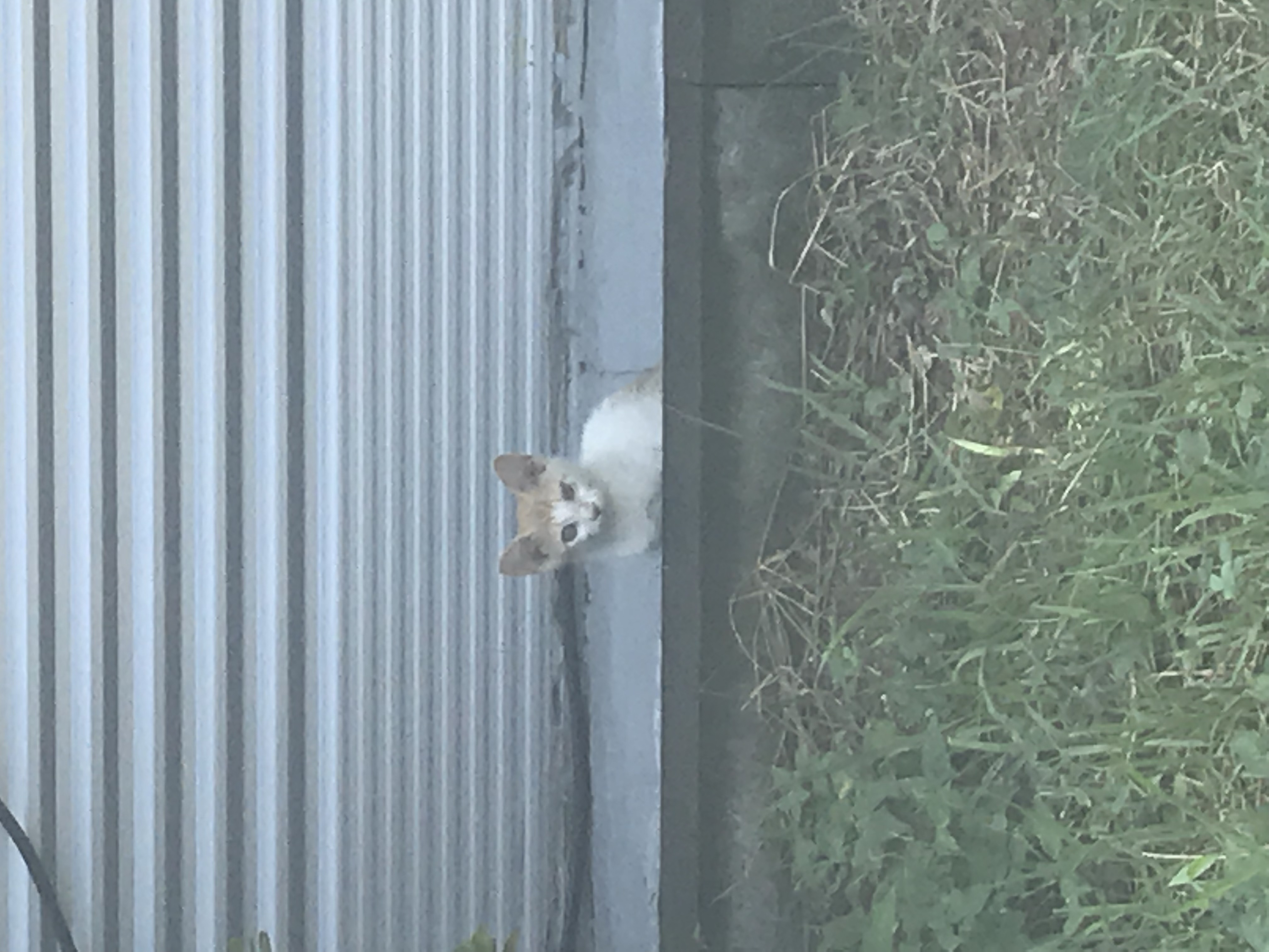 고양시 길고양이 구조 입양 및 중성화 지원 문의