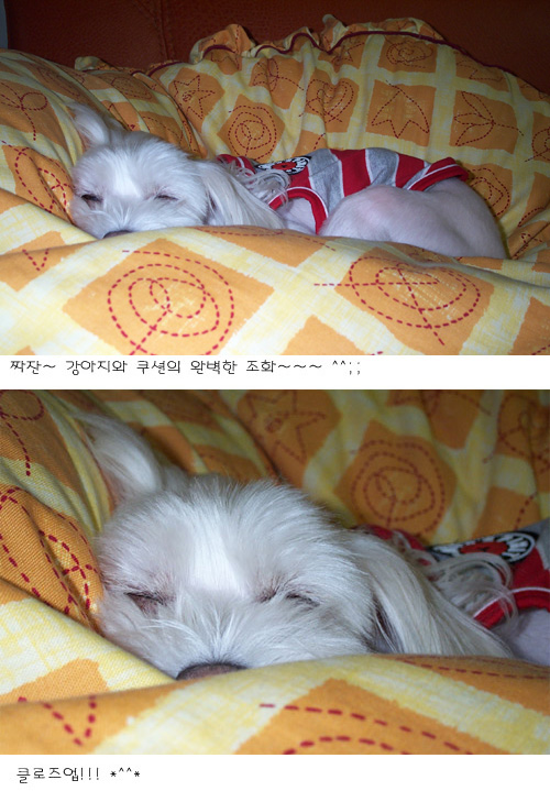 강아지와 쿠션의 완벽한 조화!!! ^^