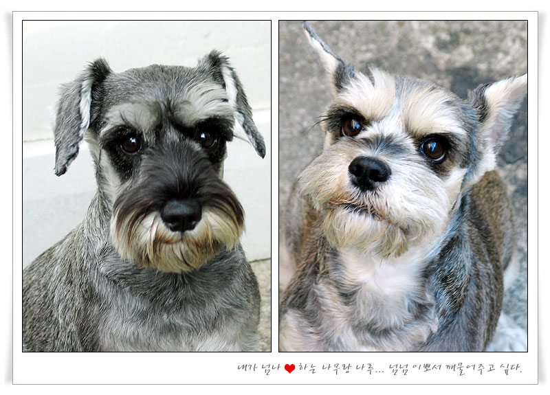 우리나무근황..