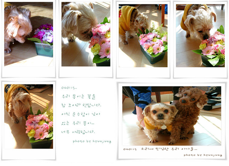 꽃냄새에 취해있는 몽이.. 갸우뚱 울 단비여요.