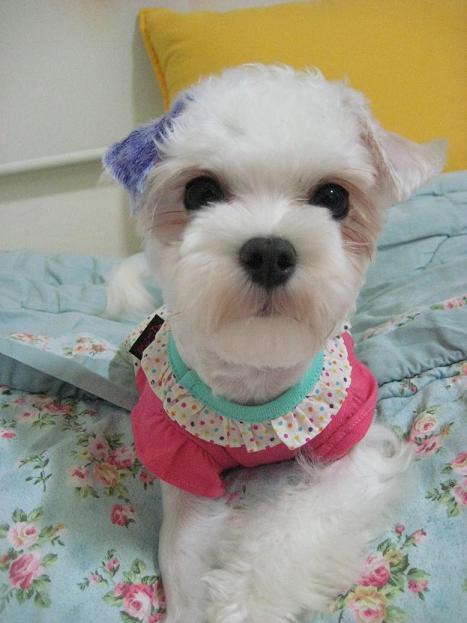 우리집 귀염둥이! [벌벌이-연두] 많이 보고싶으셨죠? ^^
