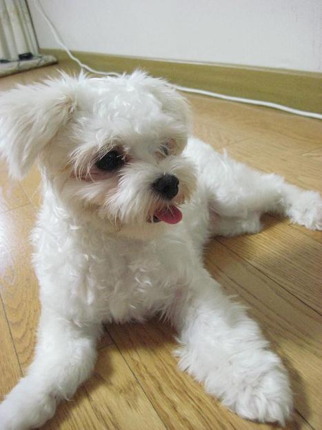 우리집 귀염둥이! [벌벌이-연두] 많이 보고싶으셨죠? ^^
