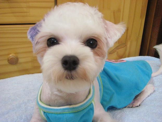 우리집 귀염둥이! [벌벌이-연두] 많이 보고싶으셨죠? ^^