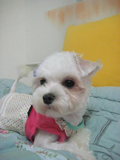 우리집 귀염둥이! [벌벌이-연두] 많이 보고싶으셨죠? ^^
