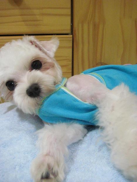 우리집 귀염둥이! [벌벌이-연두] 많이 보고싶으셨죠? ^^