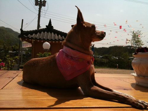 사랑이 소식이요^^