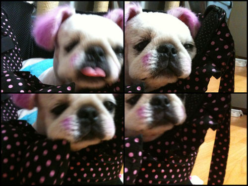사진이요