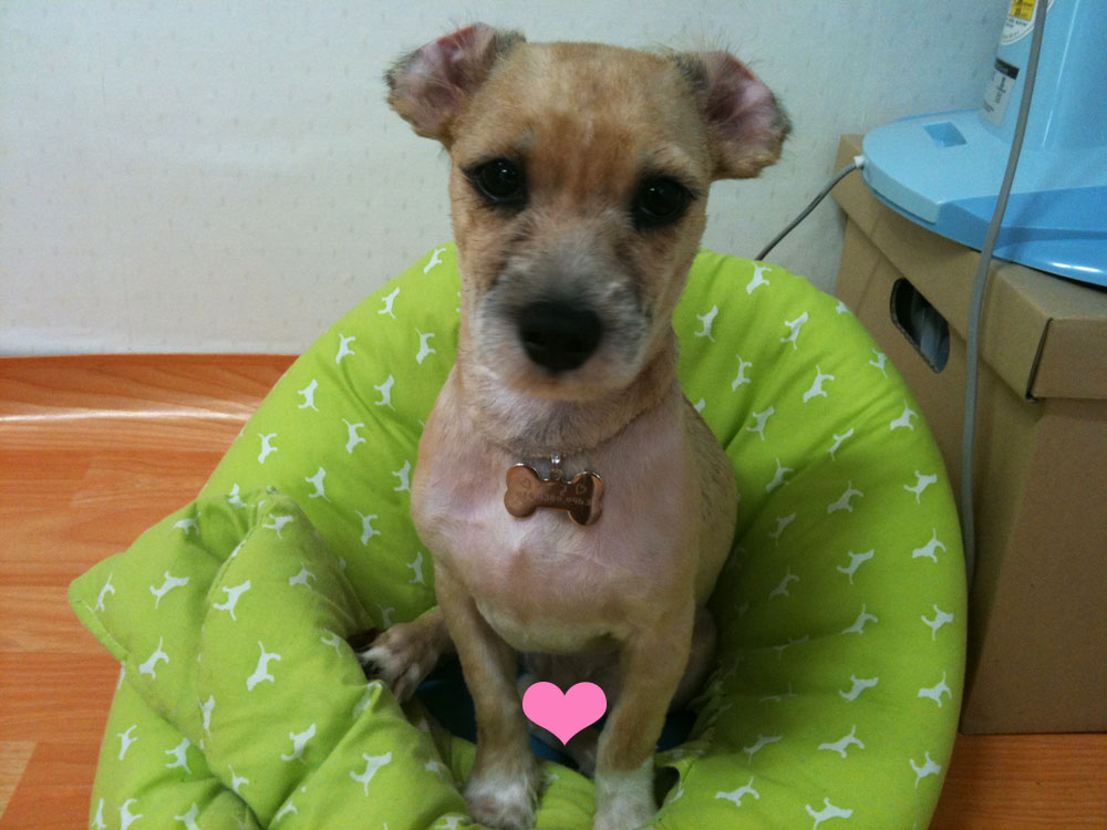 입양후기가 참으로 늦었어요