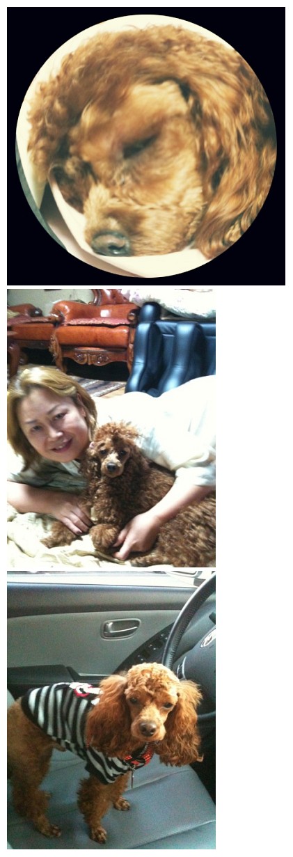 푸들 초코네 인사드립니다~