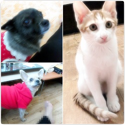 까망이 식구입니당~^^