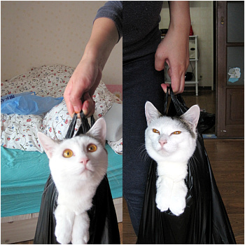 고양이 팔아요