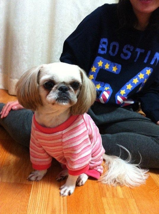 [D10-70관외]몽실이 꼬까옷입었어요~