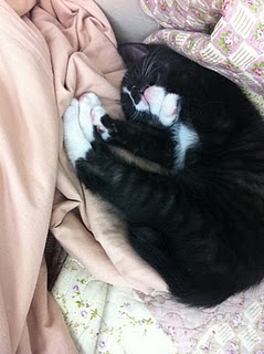 오순이 입양후기