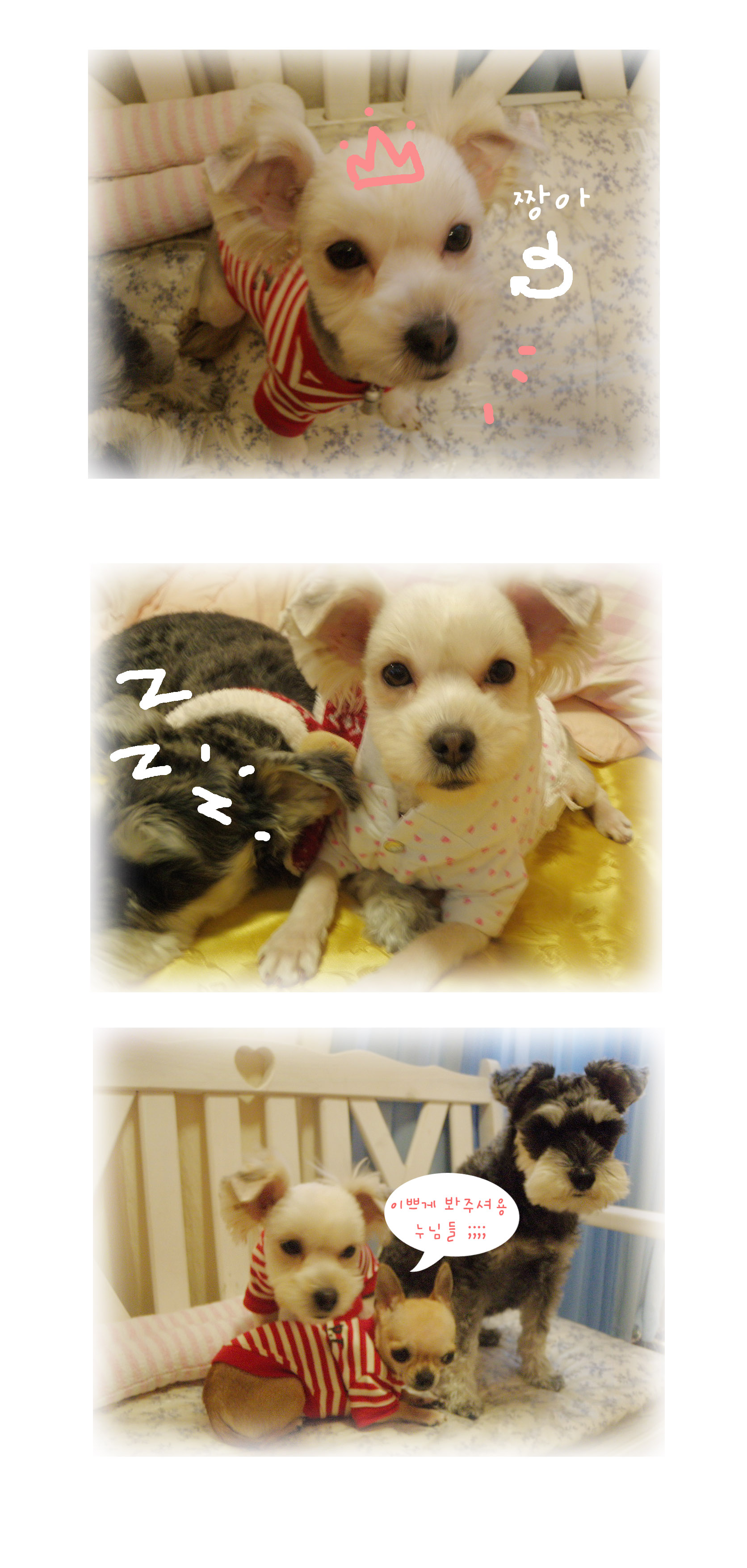 새식구가 되었네요^^(12아이 요키중 하나인 짱아에요)