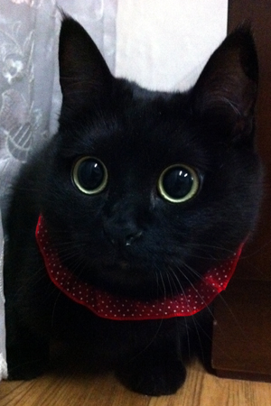 미오 까꿍~☆