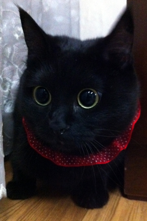 미오 까꿍~☆