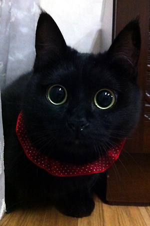 미오 까꿍~☆
