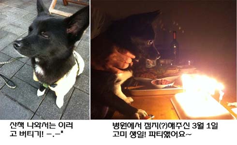 고미 소식