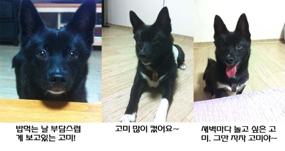 고미 소식