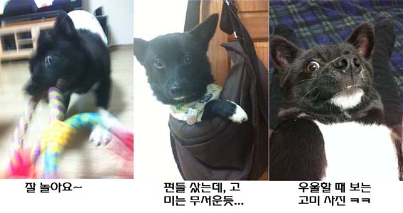 고미 소식