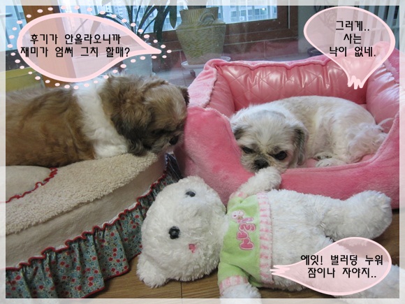 아갸갹~ 후기가 냉각