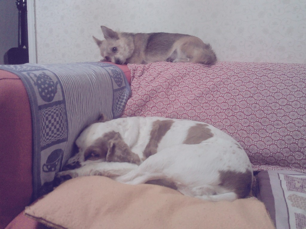 봉많형제 놀러왔어요