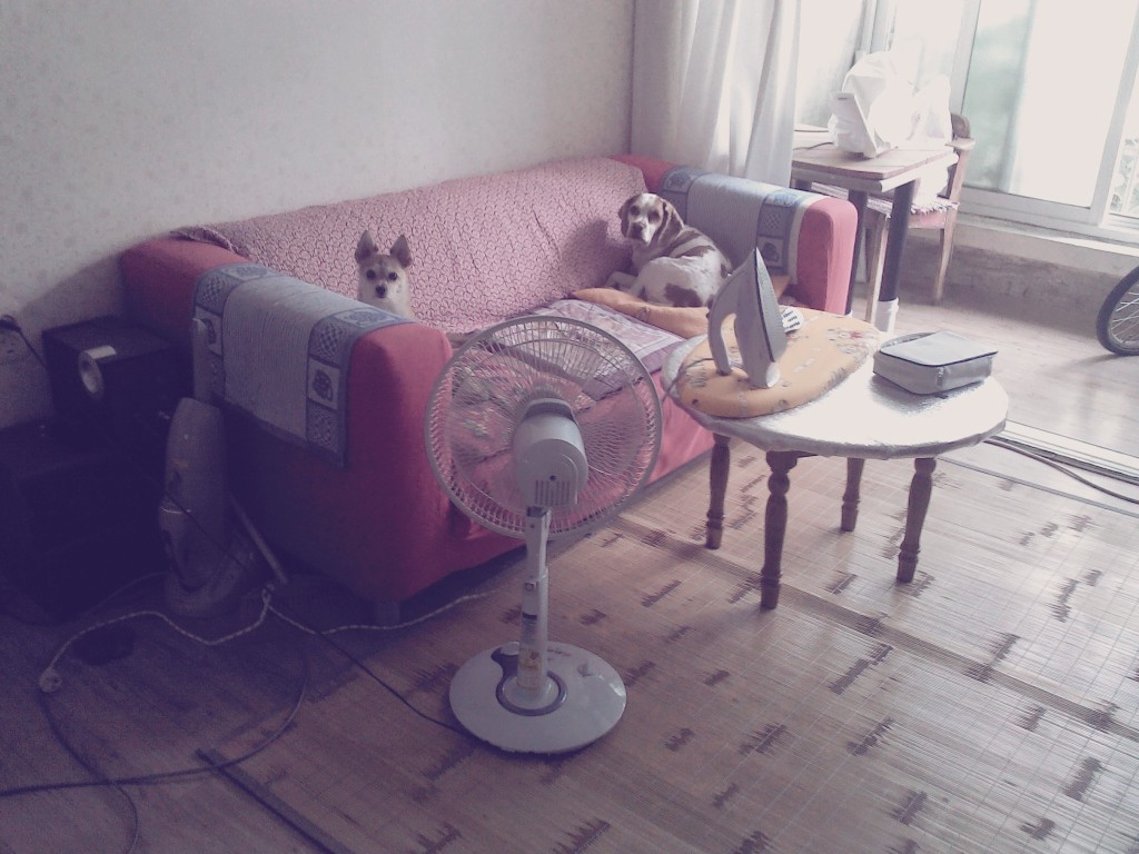 봉많형제 놀러왔어요