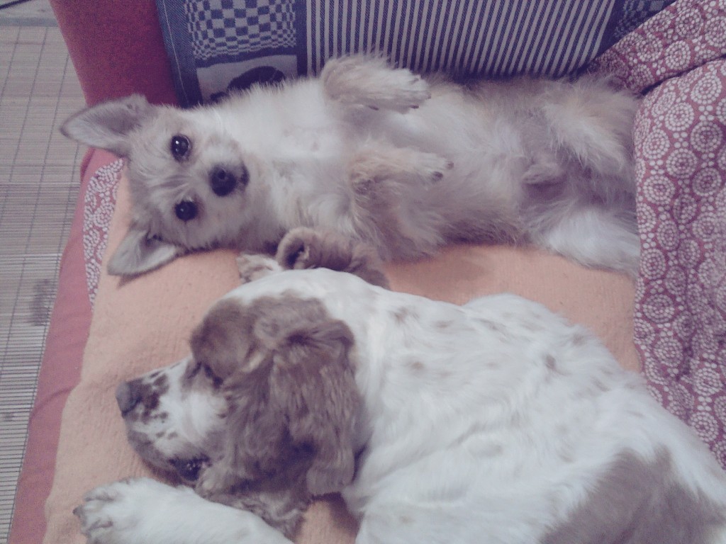 봉많형제 놀러왔어요