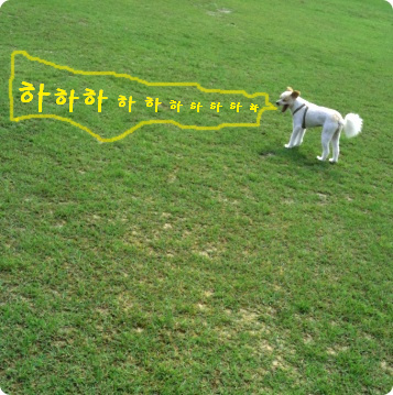 미용견 뚱순이를 소개합니다.