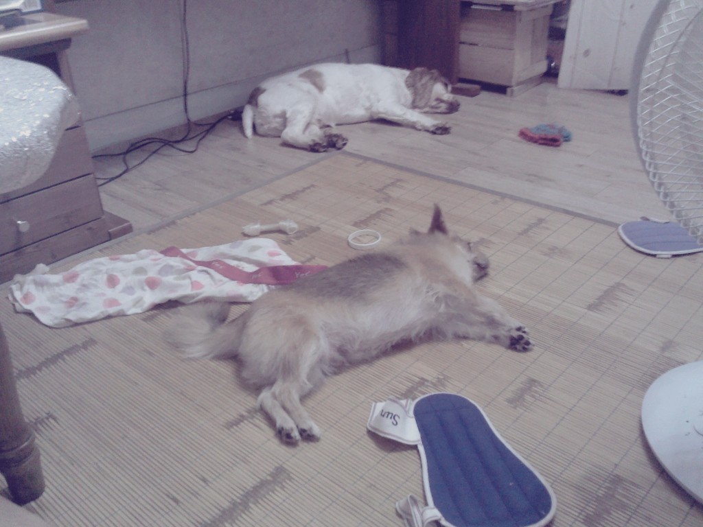 봉많형제 또 놀러왔어요