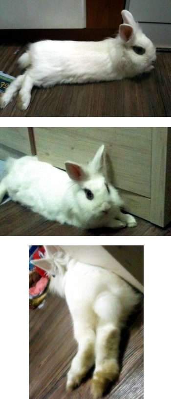 라이언헤드 토끼 애기 입양 후기 ^^