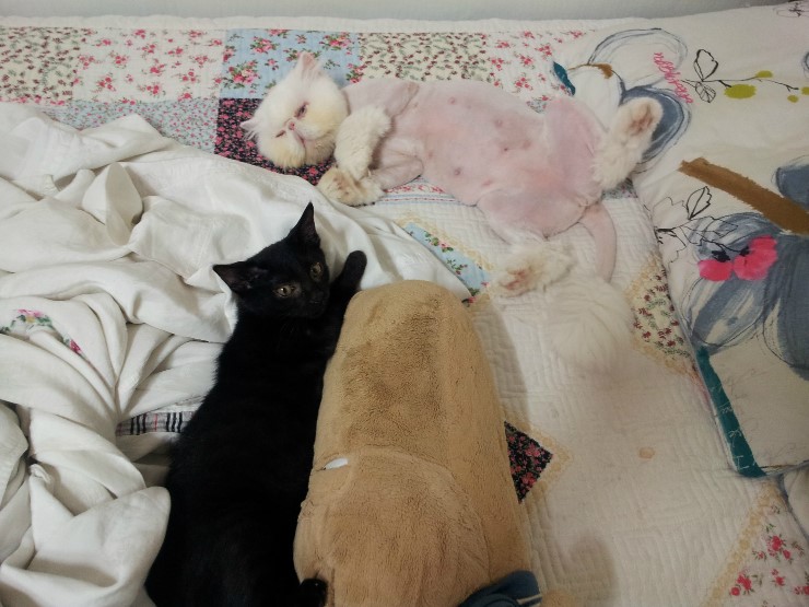 검은아기 고양이 네로 입양후기