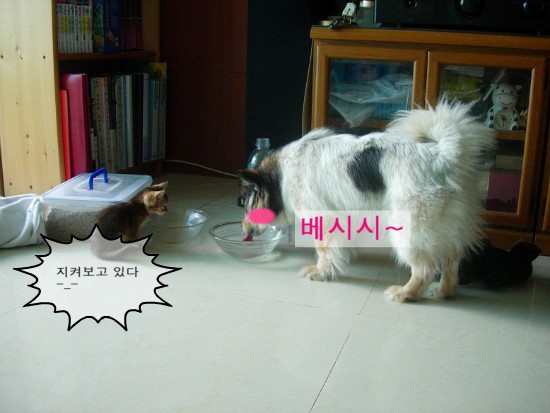 둑씨와 뽈똑이의 '지켜보고있다' 놀이ㅋㅋ