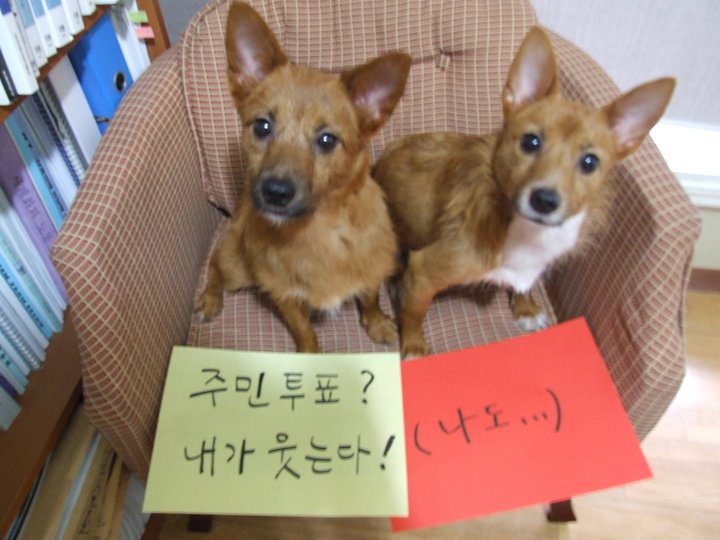 태양이, 담비의 '불법 주민투표 반대' 운동 참여 