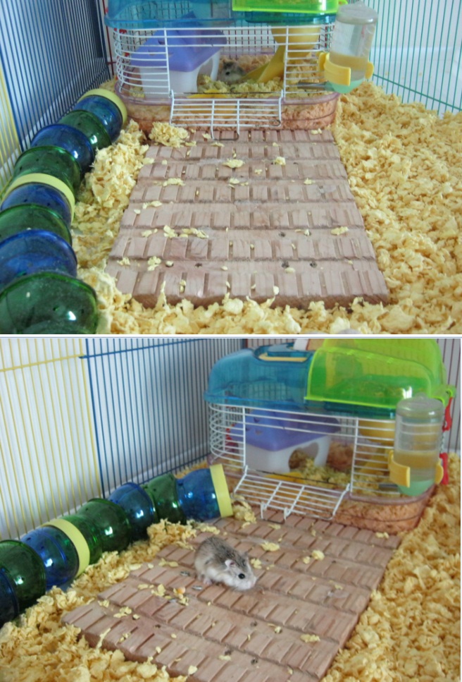 팡팡이 새 집에 잘 적응 중입니다~^^