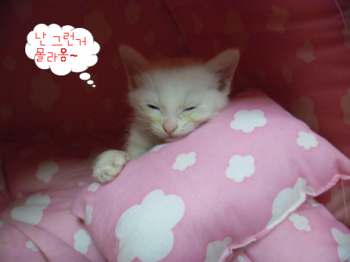 꼬맹이 퇴원후..