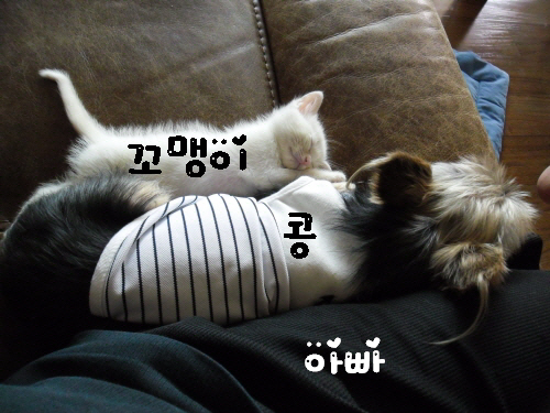 꼬맹이 퇴원후..