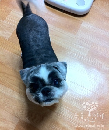 개그우먼 정경미님께 입양 된 희망이공주님 소식^^